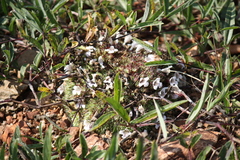 Lepidagathis cristata